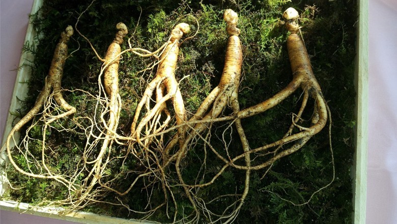 Ginseng Market - Global Industry Report, 2027