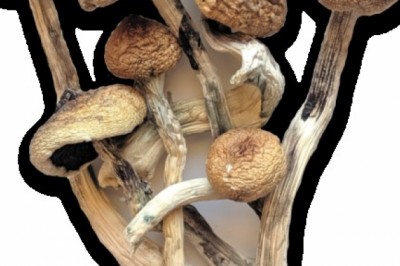 Buy Golden Teacher Mushrooms in USA