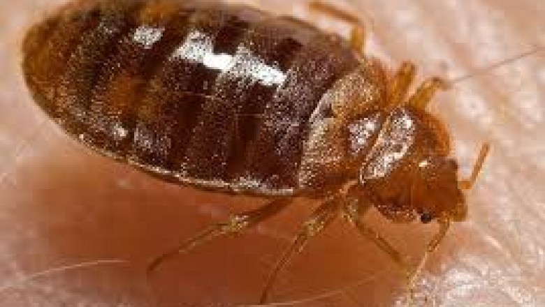 Bedbugs Control Services