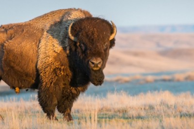 Interesting Facts About Bison