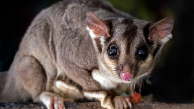 Pest Control - Guaranteeing A Healthy Atmosphere