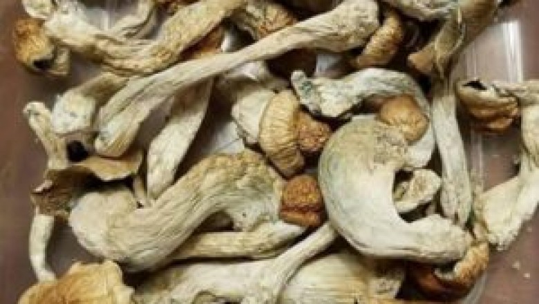 Welcome to the World of Mushrooms: A Delicious and Healthful Food