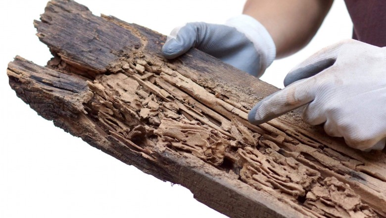 4 Common Termites that Infest our House