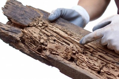 4 Common Termites that Infest our House