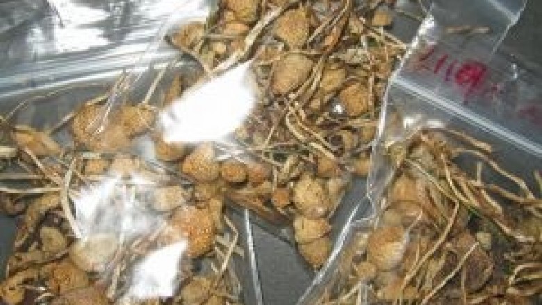 Buy Liberty Caps Mushroom Online - Skywalk Pharma