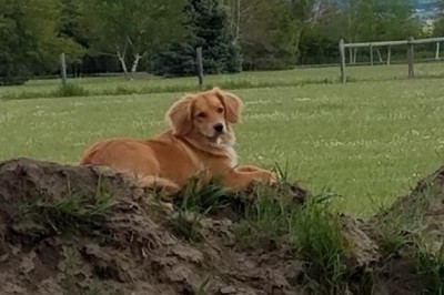 Dog Training Bozeman