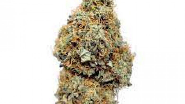 Gelato is a slightly Indica dominant hybrid