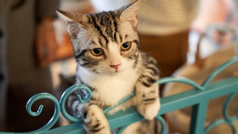 How Important Are the Cat Litter Crystals and Scratching Post for Your Pet’s Lifestyle?