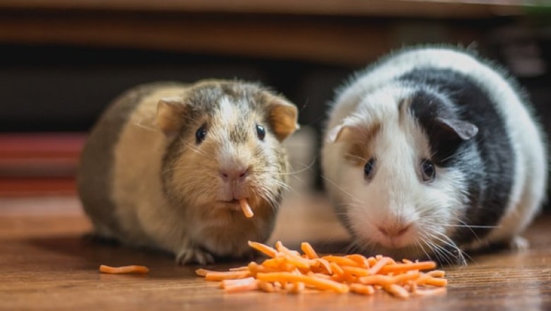 How to Properly Take Care of Your Guinea Pig with Top Supplies Such as Timothy Hay!