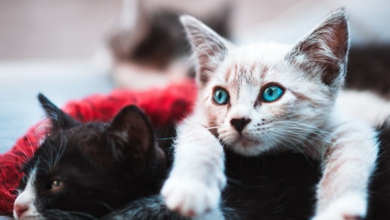 What Is the Best Type of Pet Warehouse That You Can Find in Your Area?