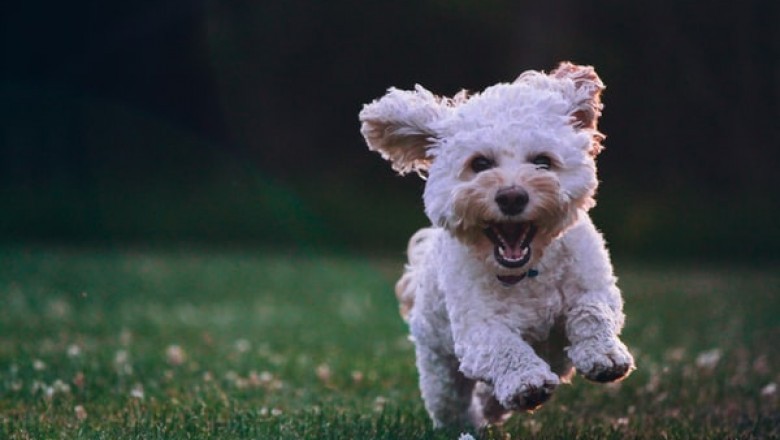 What Is the Proper Method of Using Dog Crates to Take Proper Care of Your Pet?