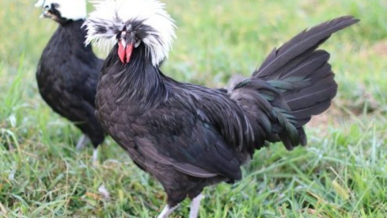 Polish Chicken Are good Pets and their Behavior?