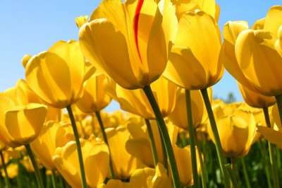 back pain treatment in pune,best doctor for back pain in pune,low back pain doctor in pune,back pain specialist in pune,knee pain treatment in pune