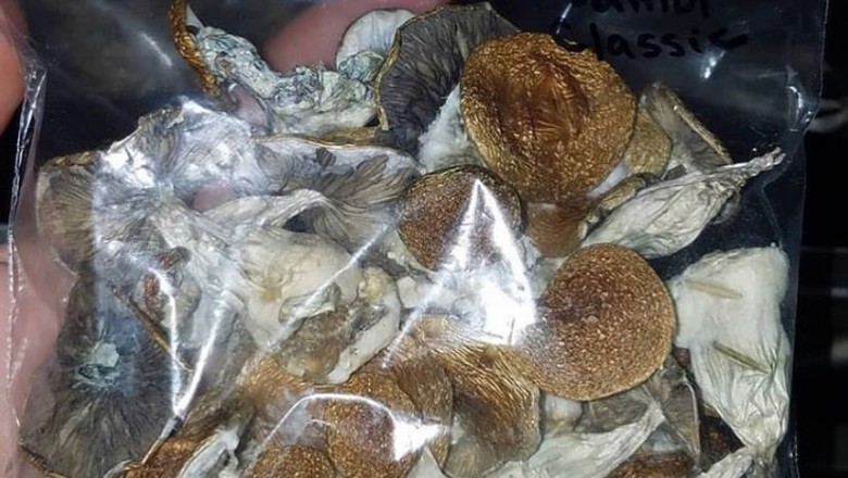 Buy Golden Teacher Mushrooms Online From Skywalk Pharma