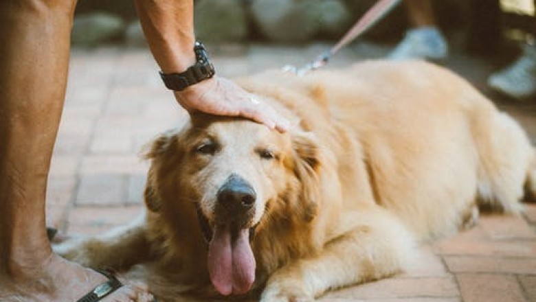 Ibiza - anuncios clasificados de animales en venta, productos, alimentos, juguetes y accesorios - mascotas - bedpage.es