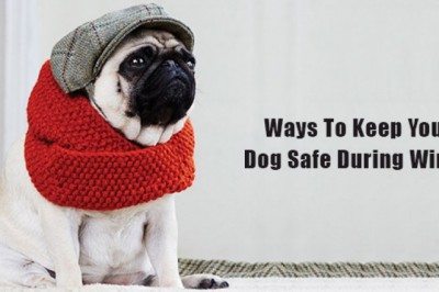 Ways To Keep Your Dog Safe During Winter