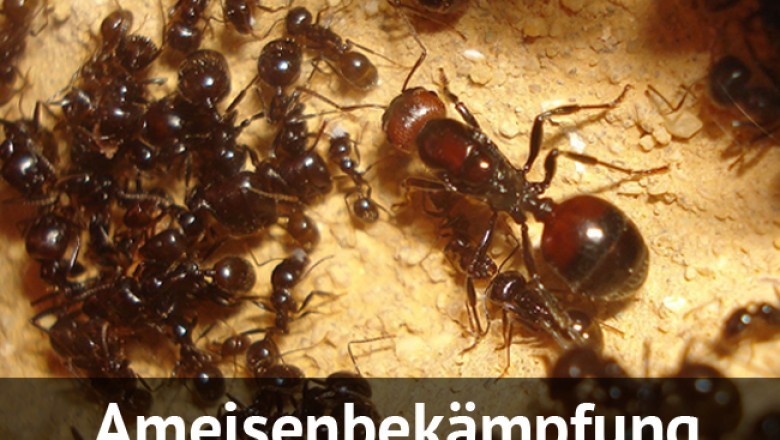 Calling The Pest Fighter with Schädlingsbekämpfung Assures Liberty from All types of Pest