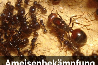 Calling The Pest Fighter with Schädlingsbekämpfung Assures Liberty from All types of Pest