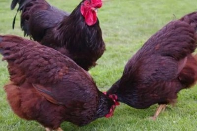 Rhode Island Red: What to Know