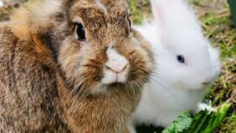 Palma - anuncios clasificados de animales en venta, productos, alimentos, juguetes y accesorios - mascotas