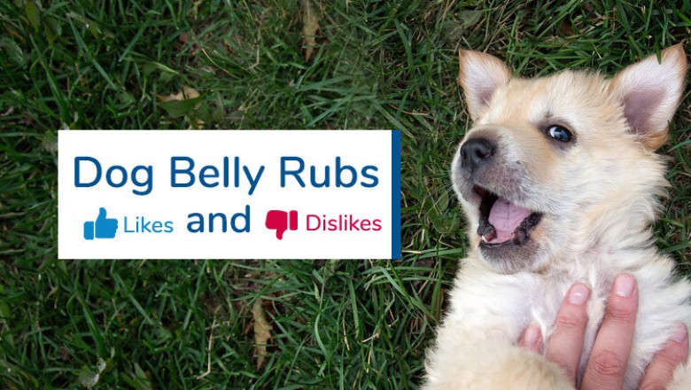 Dog Belly Rubs Likes And Dislikes