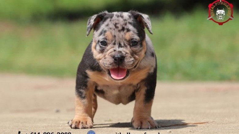 Merle Pitbull Puppies for sale