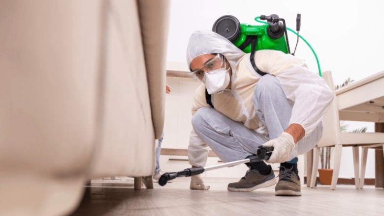 Top Fumigation Secrets