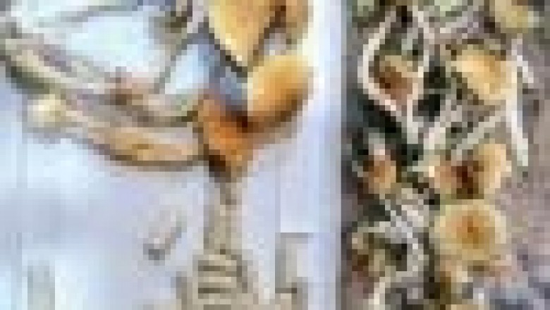 Buy Golden Teacher Mushrooms Online | Skywalk Pharma