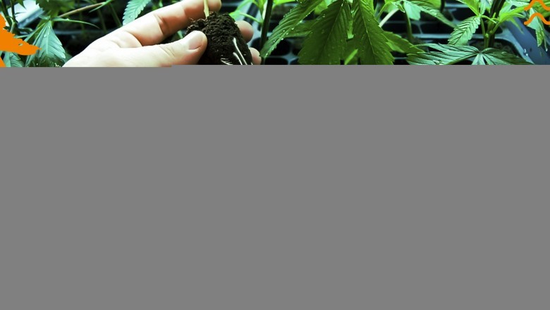 GG4 clones inland empire Hemp Plant Nursery