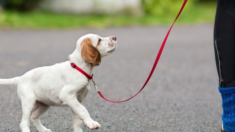 What are the Best Times to Walk a Dog? | thetribuneworld for dog