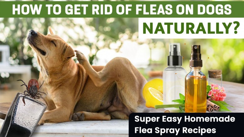 How to Get Rid of Fleas on Dogs Naturally? Try These Home Remedies Today