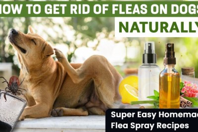 How to Get Rid of Fleas on Dogs Naturally? Try These Home Remedies Today