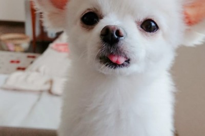 fun facts about Chihuahua puppies that you probably didn't know yet