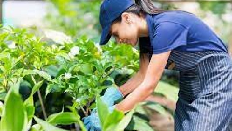 Valladolid - anuncios clasificados de jardines- paisajismo - jardinería