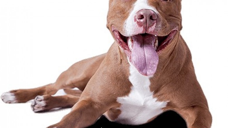 Dog Daycare service in East Delhi