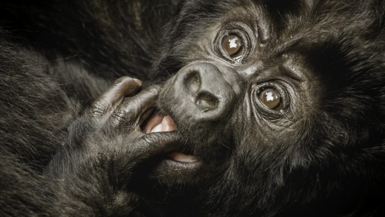 Wildlife Photography Suggestions - Tips on how to Get Good Photos