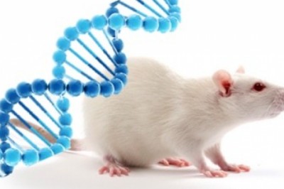 Animal Model Market Size, Share, Outlook, Trends, Forecast, Insights 2026