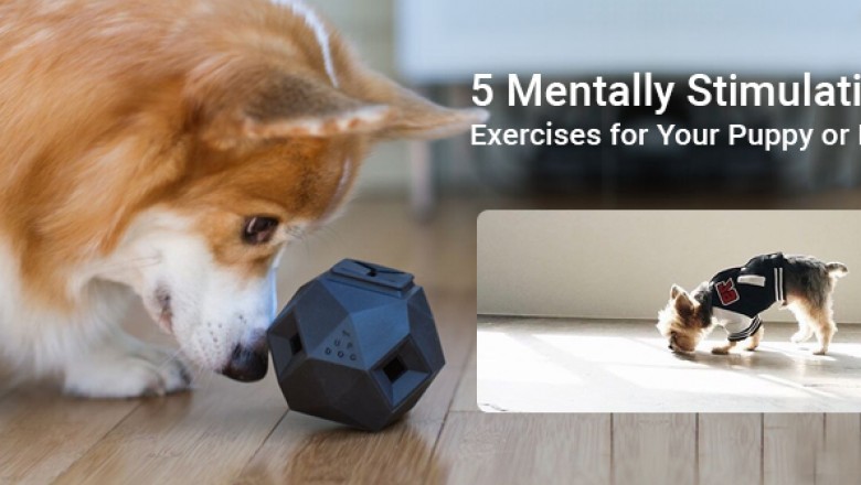 Mentally Stimulating Exercises for Your Dog During COVID-19