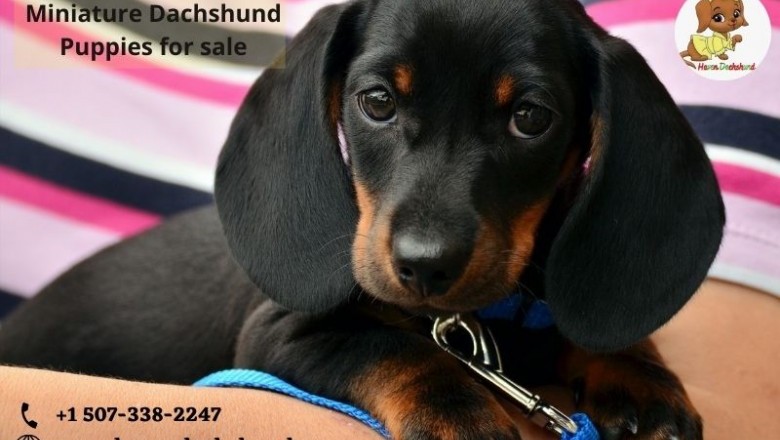 Miniature Dachshund Puppies | Haven Dachshunds