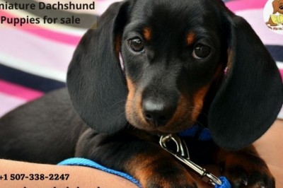Miniature Dachshund Puppies | Haven Dachshunds