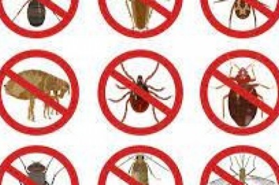 the best Las Vegas pest control