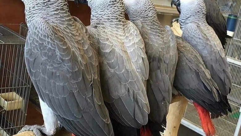 African Grey Parrots For Sale|blissafricangreyparrots for the best