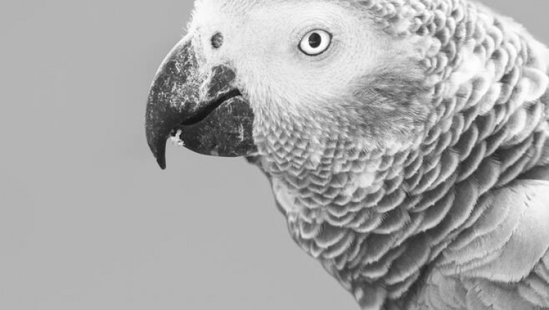 African Grey Parrots For Sale|blissafricangreyparrots pegen compny