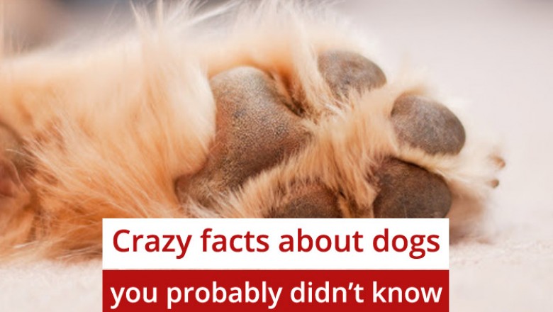 Crazy facts about dogs you probably didn't know