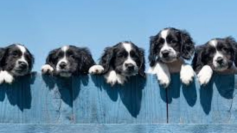 San Sebastian - anuncios clasificados de animales en venta, productos, alimentos, juguetes y accesorios