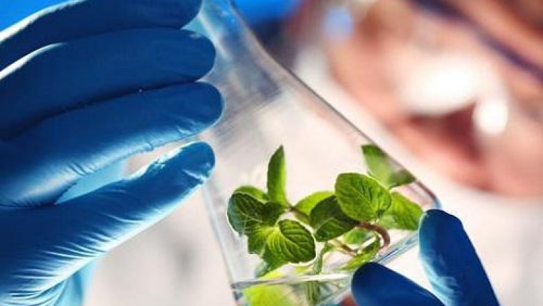 The renewable chemicals market is experiencing significant growth as major chemical manufacturers are focusing on utilizing natural sources for chemical