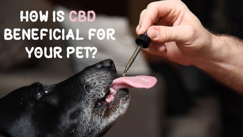 How is CBD Beneficial for Your Pet?