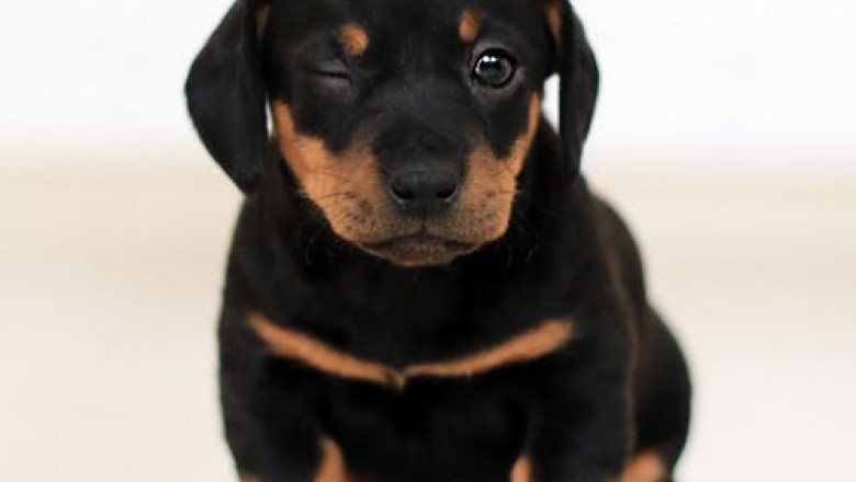 Canarias - anuncios clasificados de animales en venta, productos, alimentos, juguetes y accesorios - mascotas - bedpage.es