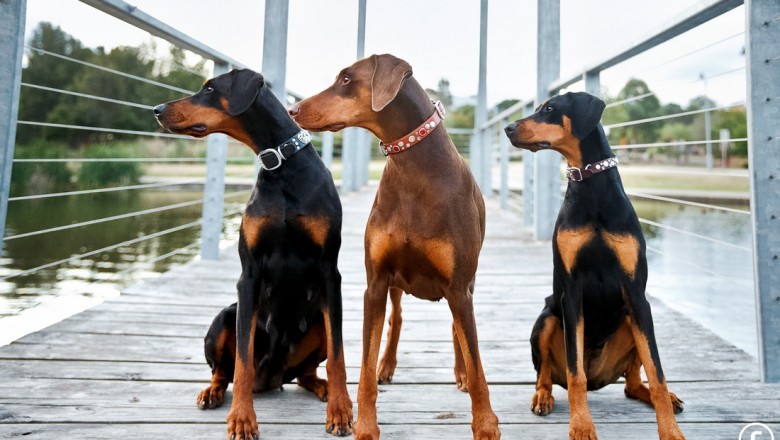 Doberman Pinscher Puppy And Dog Information