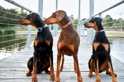 Doberman Pinscher Puppy And Dog Information